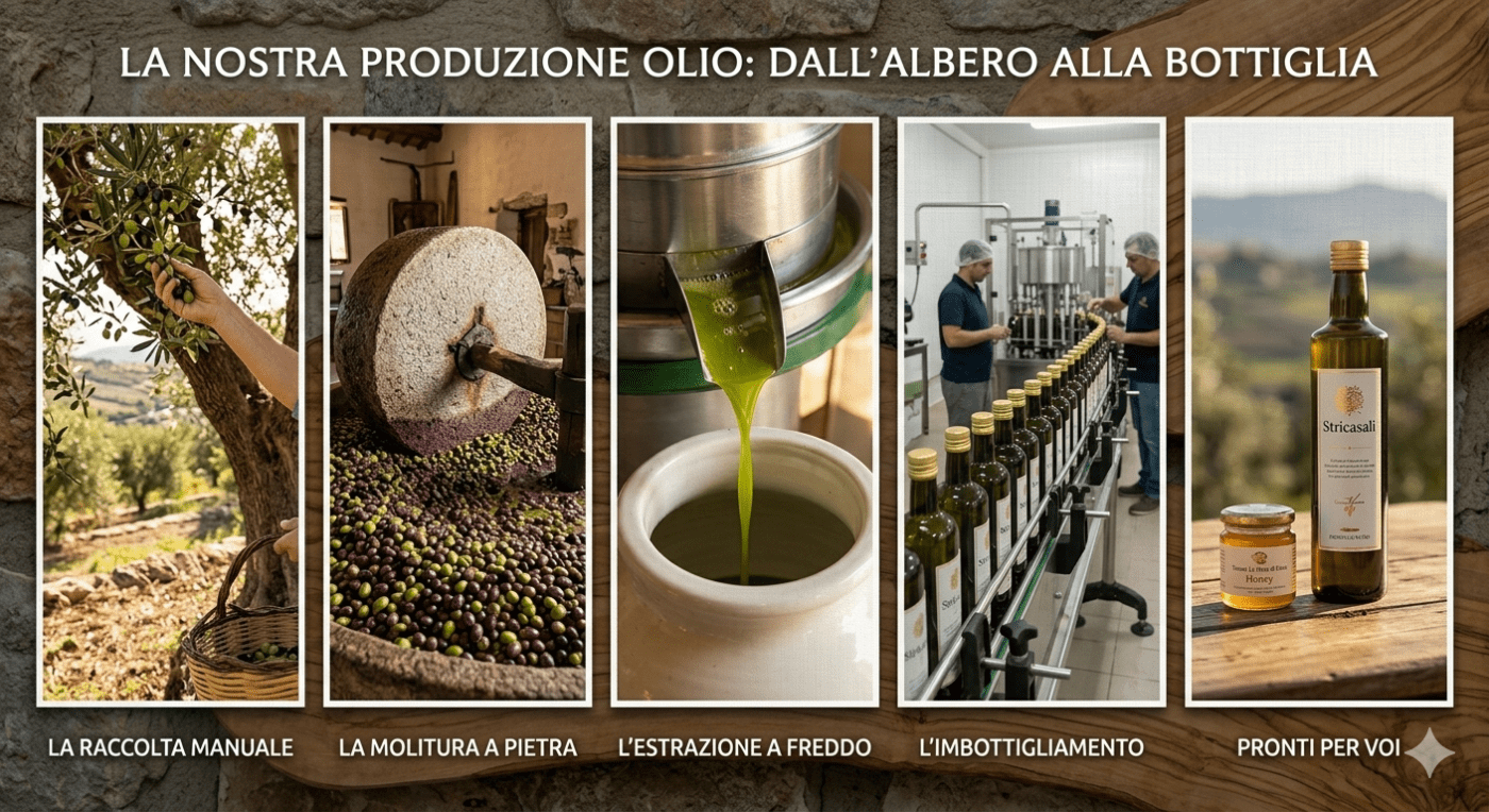 PRODUZIONE OLIO EXTRAVERGINE DI OLIVA DALL'INIZIO ALLA FINE